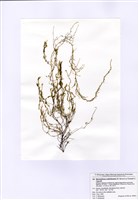 藏品(毛頭藻)的圖片